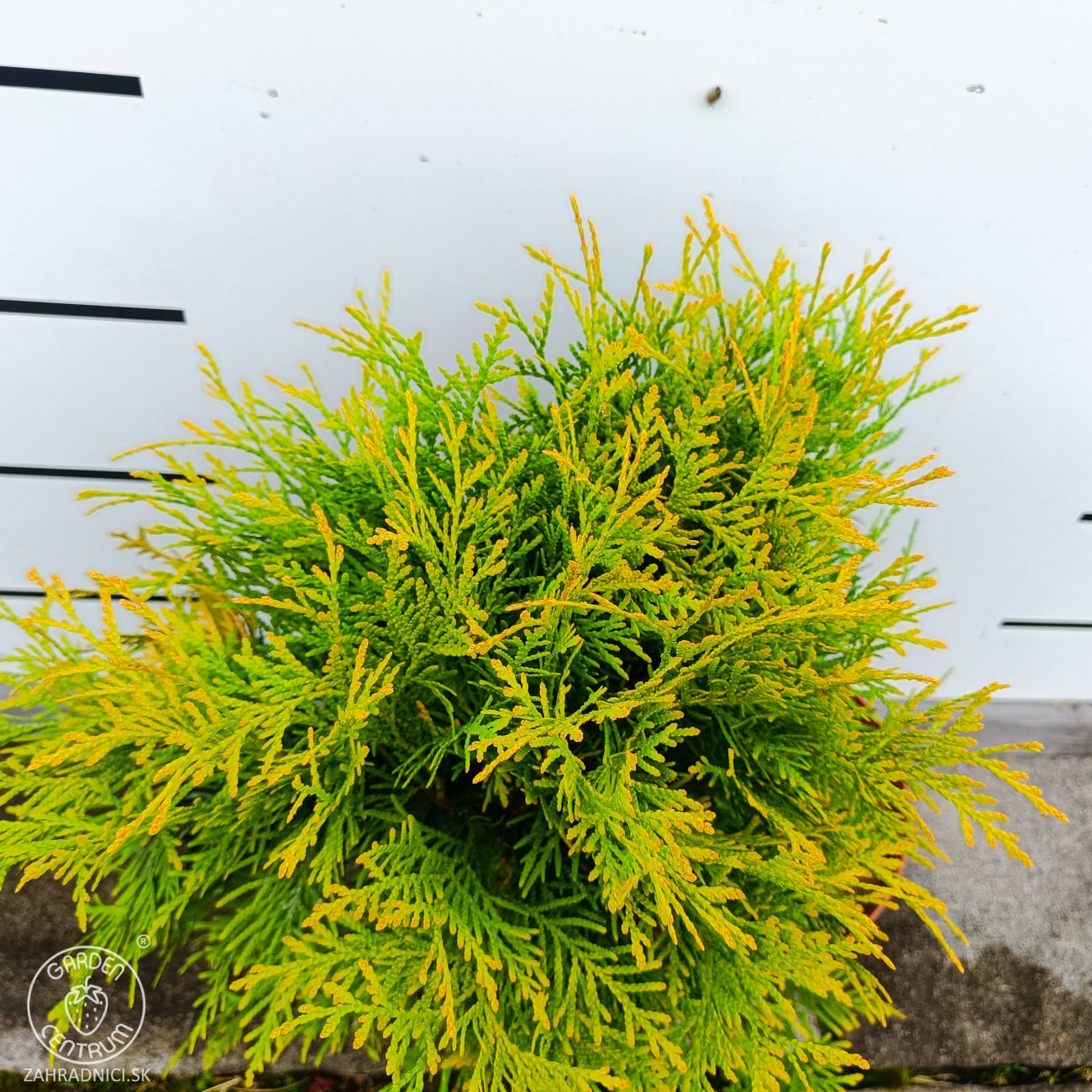 Obrázok Tuja západná (Thuja occidentalis) ´GOLDEN GLOBE´ - výška 30-40 cm, kont. C3L